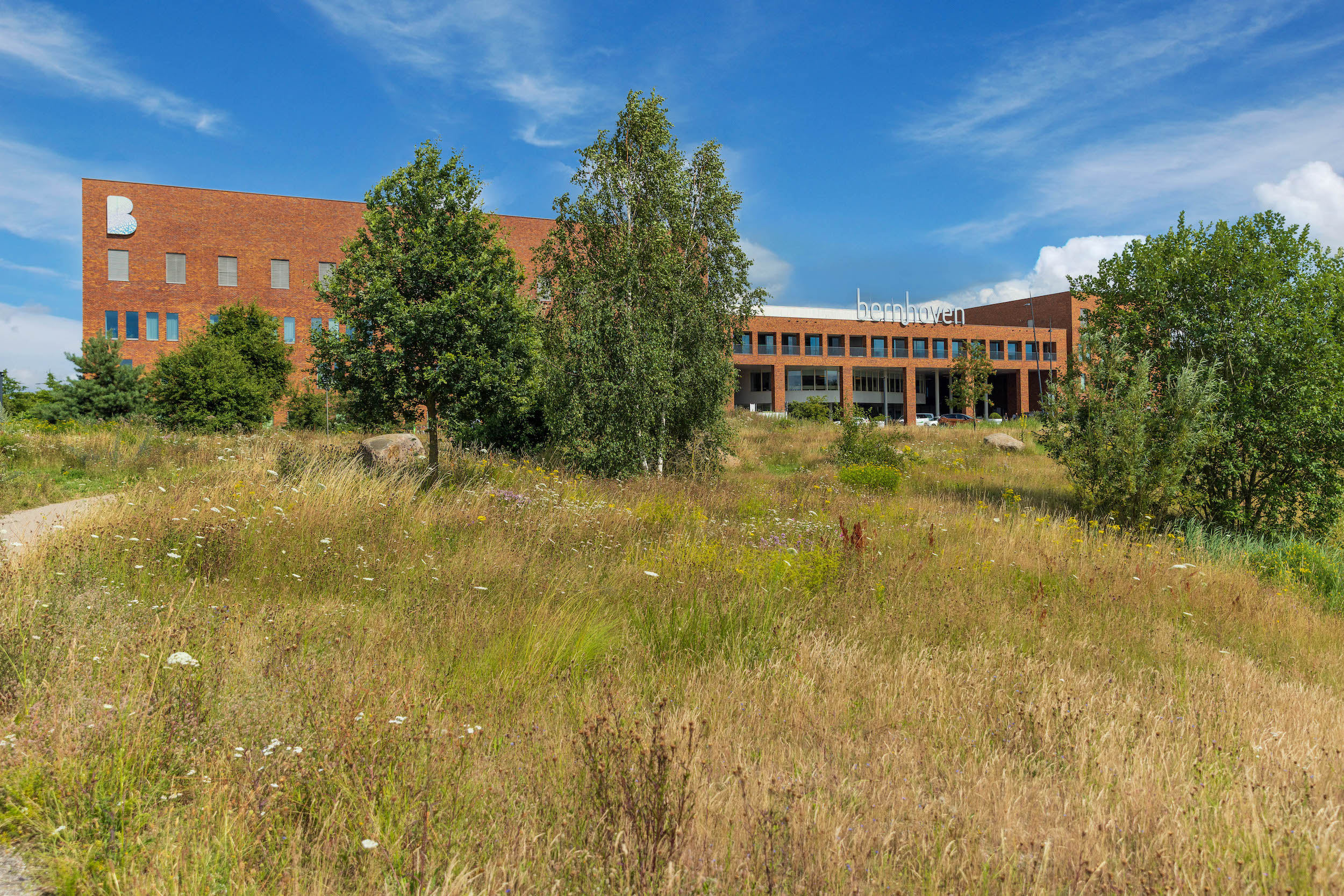bloed prikken bernhoven