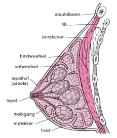 bouw van de borst, borstspier, bindweefsel, vetweefsel, tepelhof, tepel, melkgang, melkklier, huid