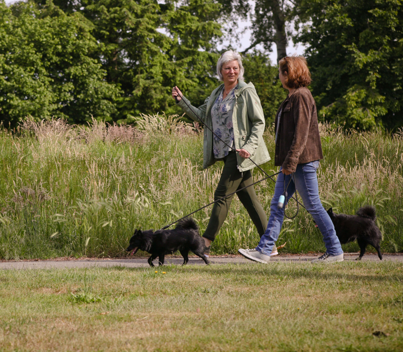 MR hond uitlaten 0607 - uitgesneden