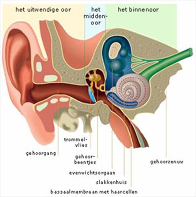 Neuritis vestibularis -